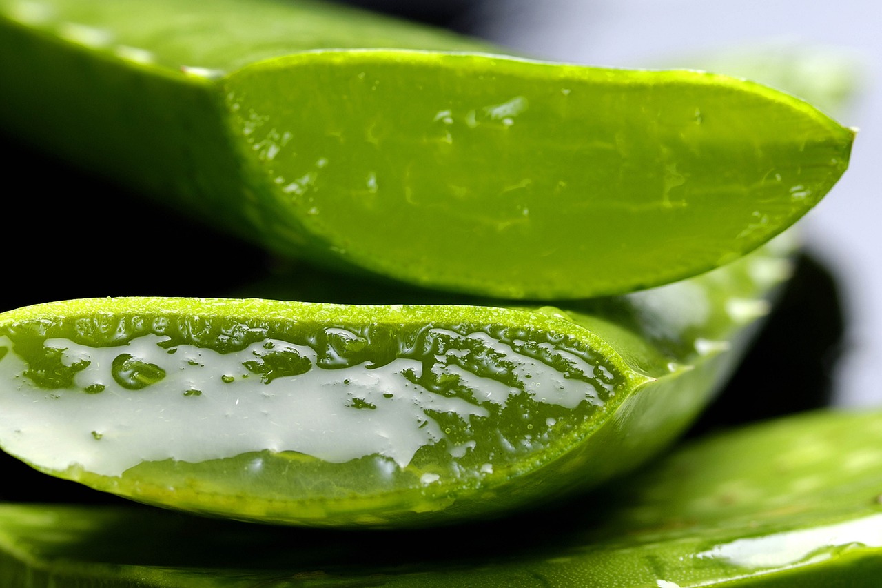 Aloe, aloe vera, nature — UNT Health Fort Worth Focuses on Healthcare Innovation